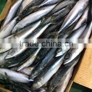 Most Favourable Frozen Pacific Mackerel Chilled Mackerels thumbnail-1