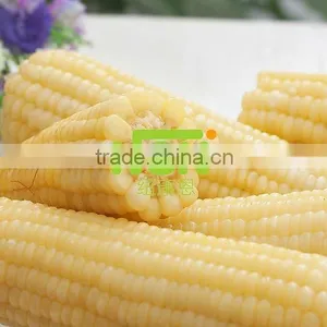 Non Gmo Vacuum Sweet Corn thumbnail-1