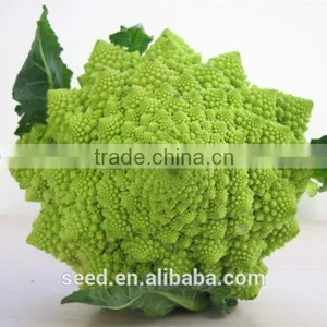 Beautiful Green Cauliflower Seeds SXCa No.5 thumbnail-1
