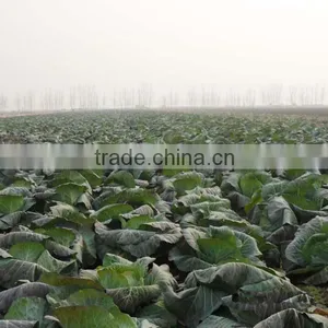 Fresh Green Cabbage / Chinese Cabbage New Corp Cabbage Hot Sale thumbnail-2