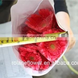 Best Price And Best Quality Long Stem Flowers Fresh Cut Gerbera Pink Gerbera With Fast Transportation thumbnail-4