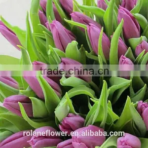 China Direct Wholesale Fresh Cut Flower Tulip for Home Decor thumbnail-6