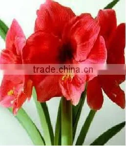 Amaryllis Hippeastrum, Amaryllis Bulbs thumbnail-1