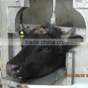 50 Cattle Cow Beef Halal Type Slaughter Line Equipment thumbnail-5