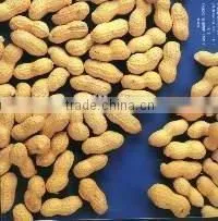 Delicious Roasted Peanuts in Shell for Sale thumbnail-3