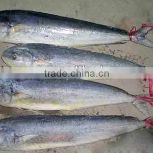 Frozen Mahi Mahi Fish 2-5kg thumbnail-1