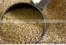 AMARANTH GRAIN INDIA OROGIN thumbnail-1