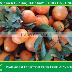 Shatang Mandarin thumbnail-1
