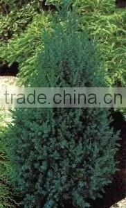 Juniperus C. Stricta Plant thumbnail-1