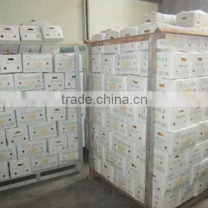 Fresh Ginger, Air Dry Fresh Ginger, Chinese Fresh Ginger Price thumbnail-4