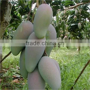 100% Natural African Wild Mango Seed Extract 4:1,10:1 and Protein 10%-50% thumbnail-2