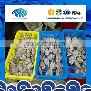 IQF Frozen Big Size Clams With Shell for Faster Delivery thumbnail-1