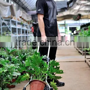 Shopping Push Carts thumbnail-4