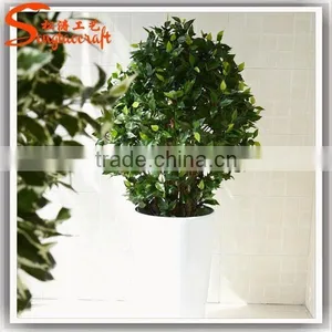 Large Outdoor Bonsai Trees Banyan Wholesale Bonsai Trees Ficus Microcarpa Bonsai Trees thumbnail-4
