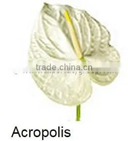 Fresh Cut Flower ANTHURIUM Acropolis thumbnail-1