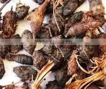 Cyperus Scariosus thumbnail-2