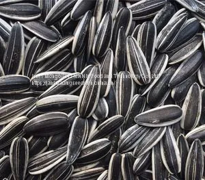High Quality Chinese Striped Sunflower Seeds 601 thumbnail-1