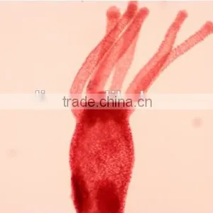 Zoology Slides Set ,animal Slides Set thumbnail-1