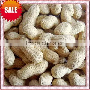 New Crop Shandong Dry Roasted Peanut In Shell 9/11 thumbnail-1