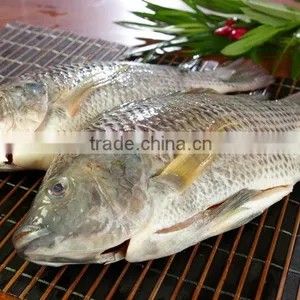 Wholesale Frozen Tilapia Gutted & Scaled thumbnail-2
