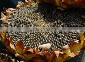 Online Shopping Birds for Sale, Sunflower Seeds thumbnail-1
