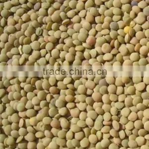 Best Quality Green Lentils thumbnail-1