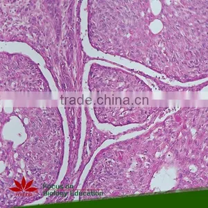 75pcs Anatomy Prepared Slides Set for School Teaching thumbnail-3