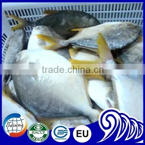 GRADE A Whole Round Frozen Golden/Black/silver Pomfret Fish Pomfret Fish thumbnail-2