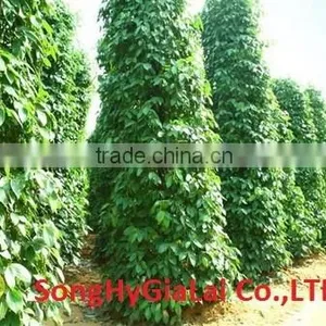 BLACK PEPPER 500GR/L CLEANED thumbnail-3