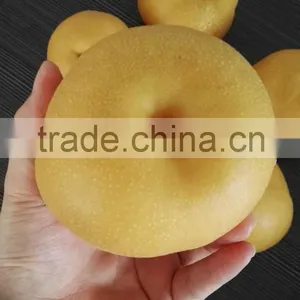 New Crop 2016 Fresh Pear thumbnail-1