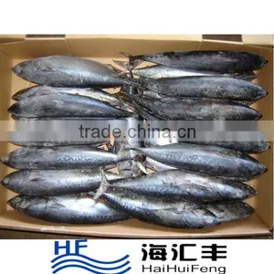 HHF New Landing Frozen Bonito Skipjack Tuna With Good Quality thumbnail-1
