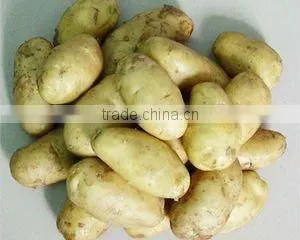New Crop Fresh Holland Potato in High Quality (hot Selling) thumbnail-1