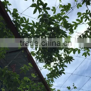 Grafted Passion Fruit Tree Seedlings thumbnail-2
