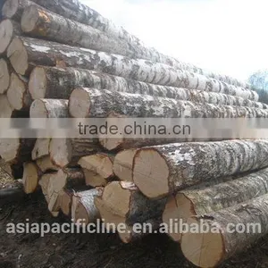 PINE/ SPRUCE/ BIRCH / HARDWOOD / LARCH WOOD LOGS TIMBER RUSSIAN ORIGIN WHOLESALE thumbnail-3
