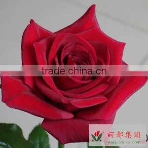 Wholesale High Grade Fresh Cut Black Rose Flowers From Kunming Plants Base thumbnail-1
