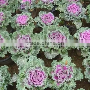 Cold Resistant Pink and Green Lolor Kale Seeds thumbnail-2