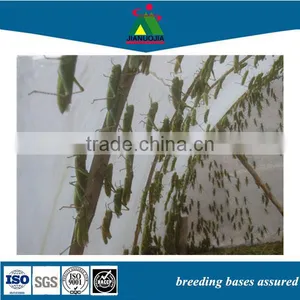 Bags Packing Hamster Pet Grasshopper Food thumbnail-1