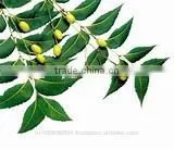 Pure Neem OIl for Bulk thumbnail-1