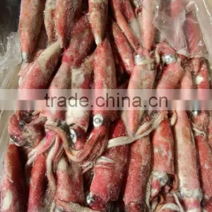 Frozen Loligo Squid Chinensis thumbnail-3