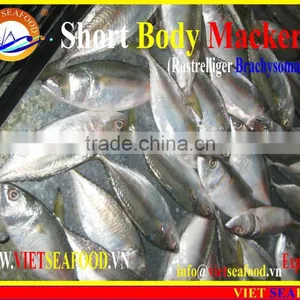 FROZEN SHORT BODY MACKEREL WHOLE ROUND thumbnail-1