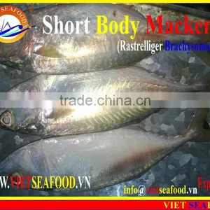 FROZEN SHORT BODY MACKEREL WHOLE ROUND thumbnail-2