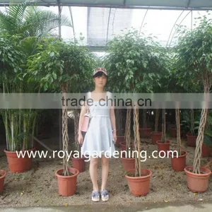 Ficus Benjamina Five Braid Shape thumbnail-1