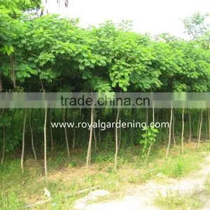 Cassia Surattensis Cassia Glauca Trees thumbnail-2
