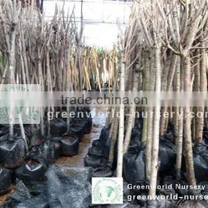 Prunus Serrulata D5cm thumbnail-1