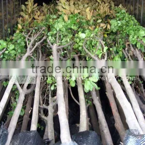 Magnolia Denudata Loaded Inside Container thumbnail-1
