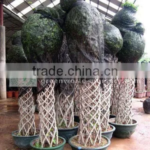 Ficus Benjamina Packed thumbnail-1