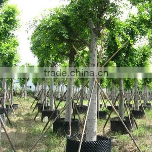 Ficus Nitida Landscaping Trees for Outdoor thumbnail-1