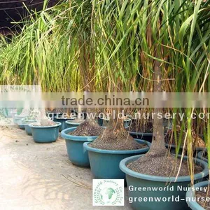 Nolina Recurvata Bottle Plants thumbnail-1