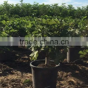 Ficus Carica thumbnail-2