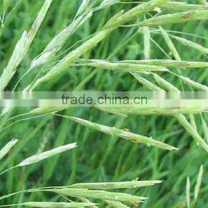 Oat thumbnail-1